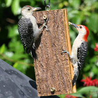 Woodpecker Feeders